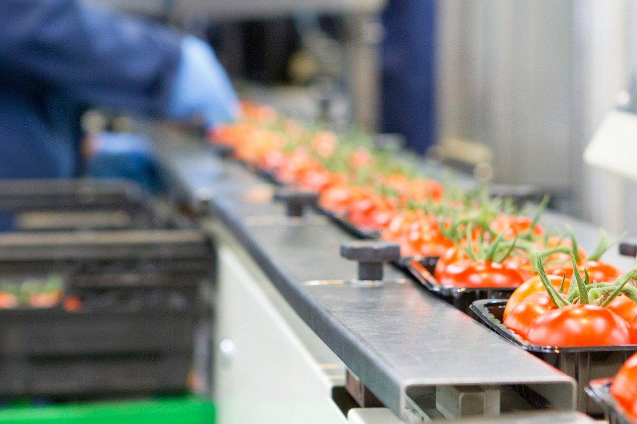 Worker packing ripe red vine tomatoes on production line in food processing plant